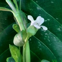 <i>Bacopa monnieri</i>  (L.) Wettst.